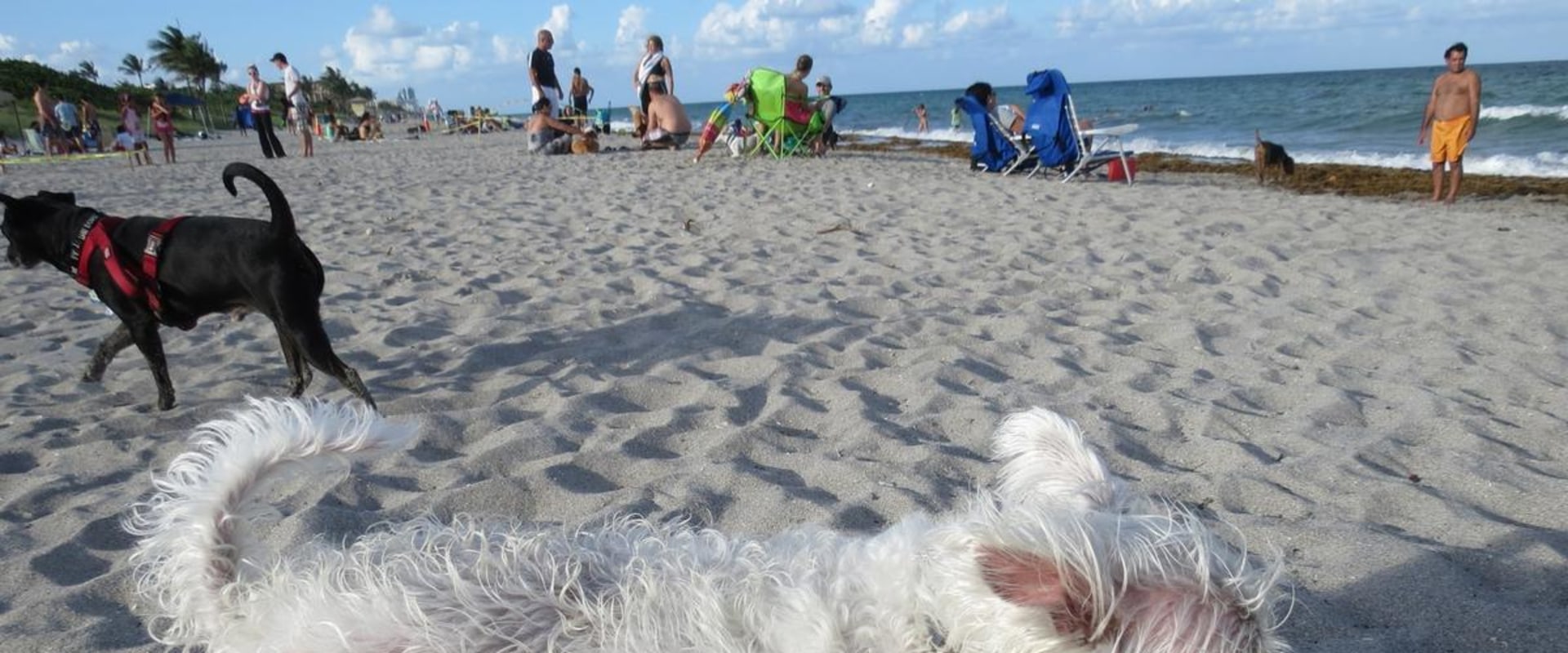 The Ultimate Guide to Bringing Your Pet to Vacation Rentals in Hollywood, FL