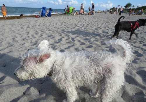 The Ultimate Guide to Bringing Your Pet to Vacation Rentals in Hollywood, FL